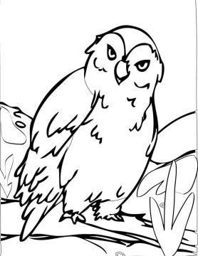 Desenho de Uma Coruja para Colorir