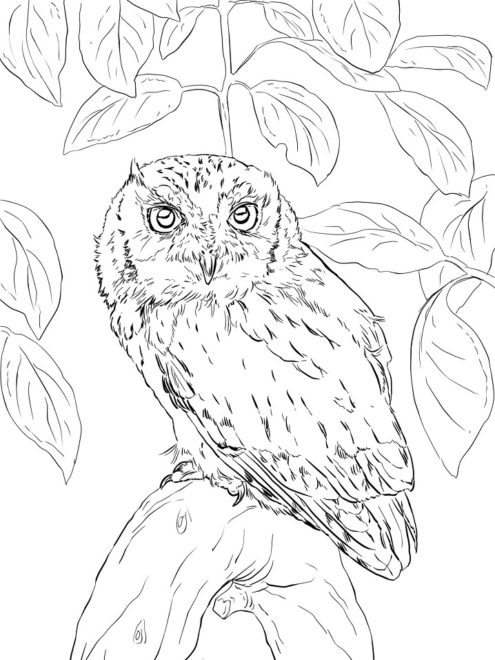 Desenho de Coruja Bonita para Colorir Pdf
