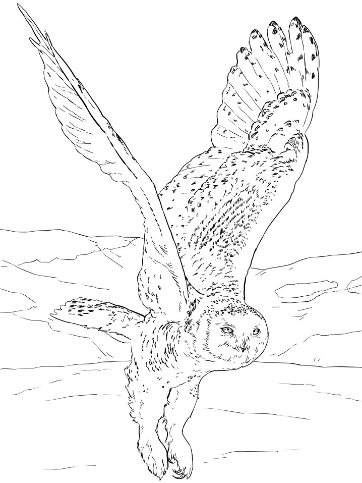 Desenho de Coruja com Olhos Grandes para Colorir