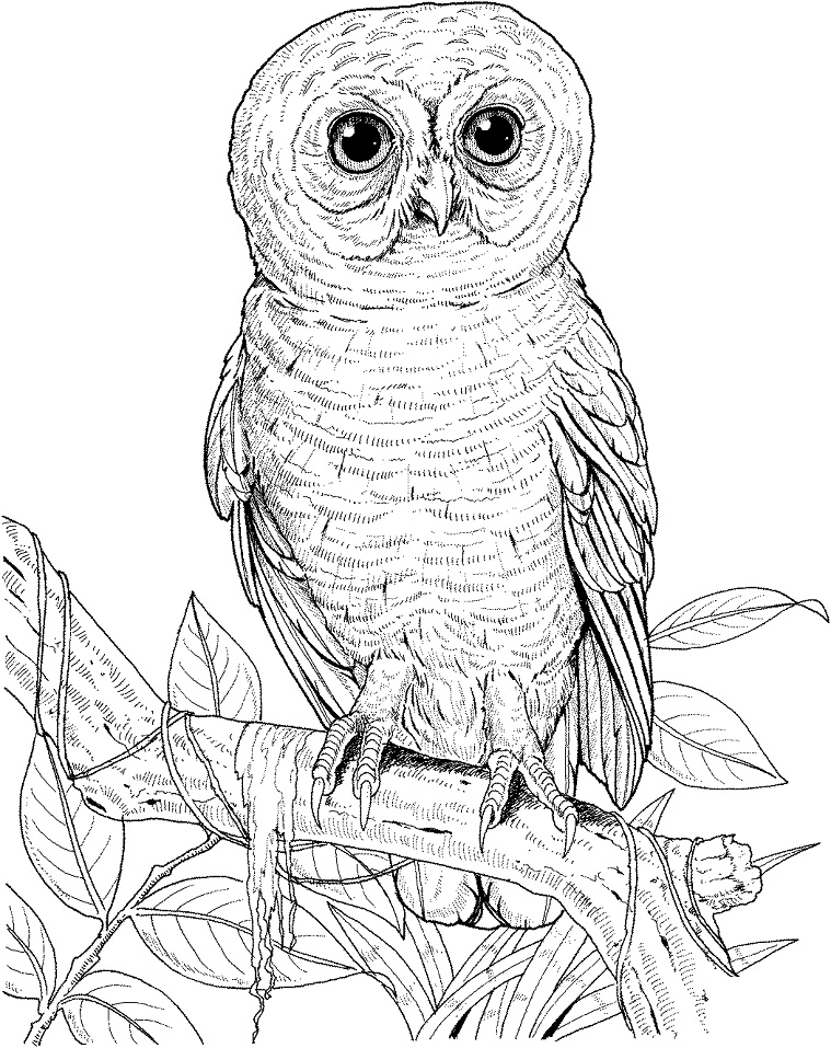 Desenho de Coruja Imprimivel Download