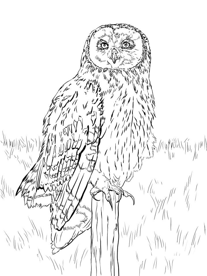 Desenho de Coruja Infantil para Imprimir