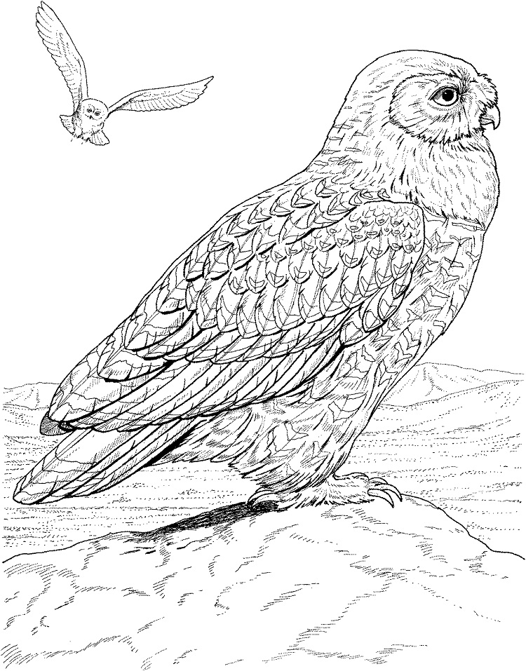 Desenho de Coruja Simples para Imprimir Lápis de Cor