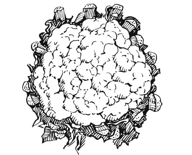 Desenho de Couve Flor Bonita para Colorir Pdf