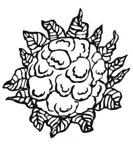 Desenho de Couve Flor Colorida para Colorir Pdf