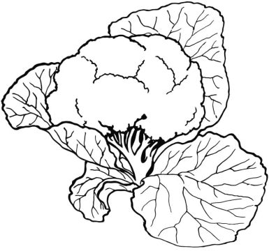 Desenho de Couve Flor na Cozinha para Imprimir