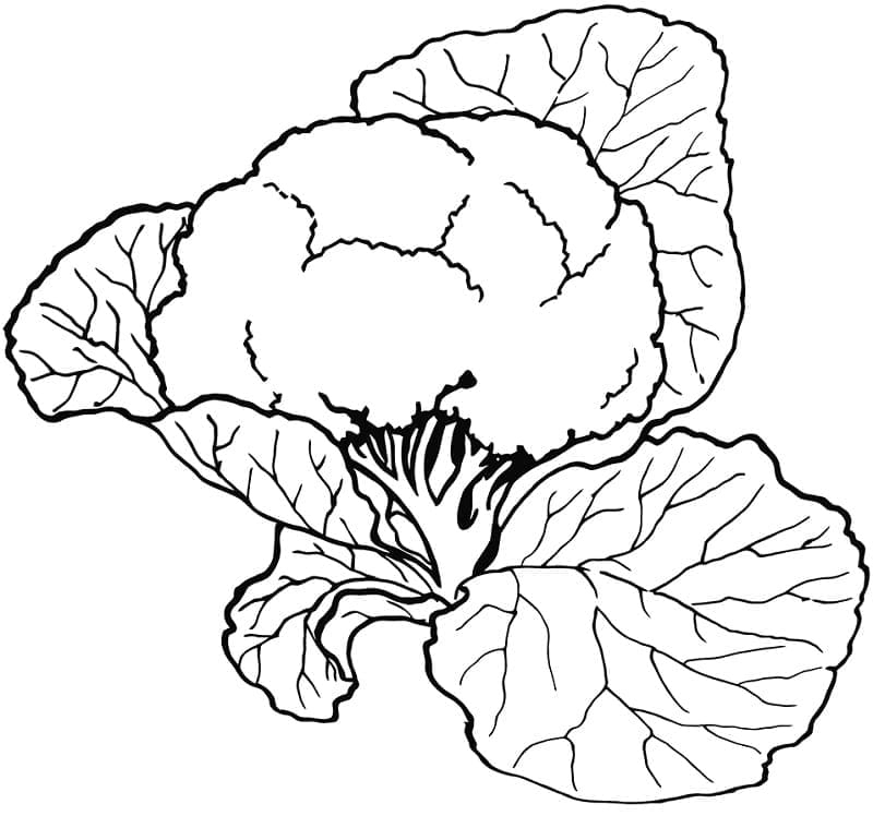 Desenho de Couve Flor na Cozinhá para Imprimir