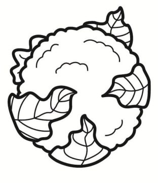 Desenho de Couve Flor na Horta para Imprimir