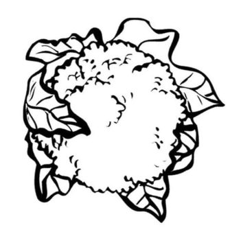 Desenho de Couve Flor para Imprimir lápis de Cor