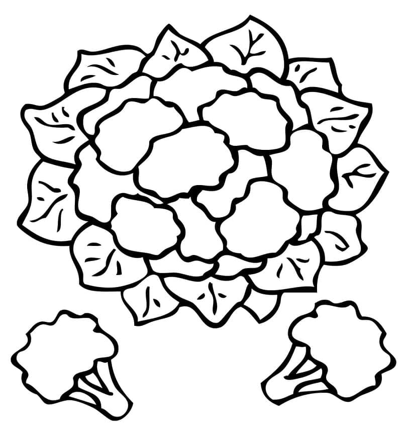 Desenho de Couve Flor Pequena para Imprimir Lápis de Cor