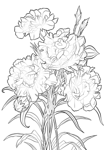 Desenhos de Cravos para Colorir