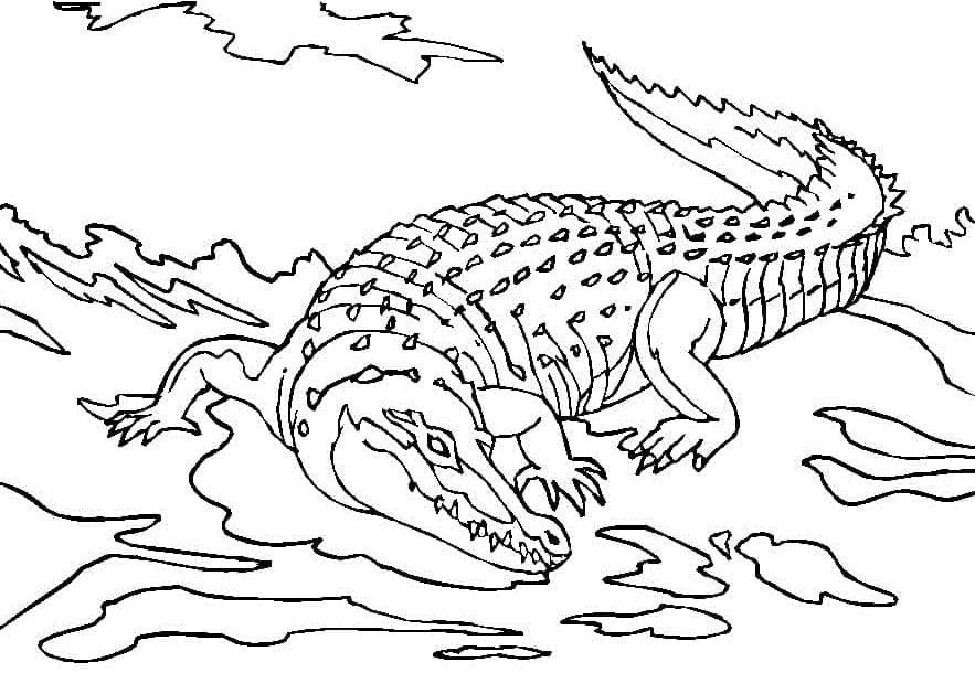 Desenho de Crocodilo 1 para Colorir