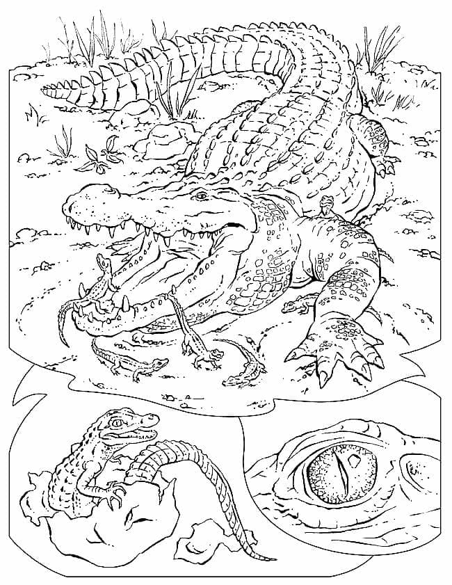 Desenho de Crocodilo 2 para Colorir