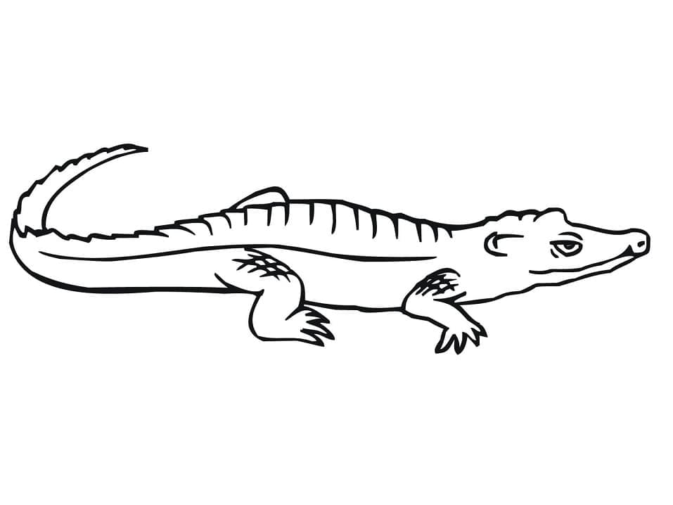 Desenho de Crocodilo 3 para Colorir