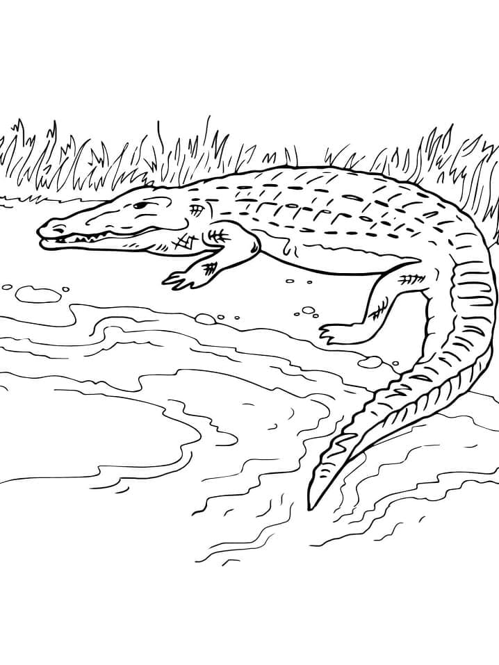 Desenhos de Crocodilo para Colorir