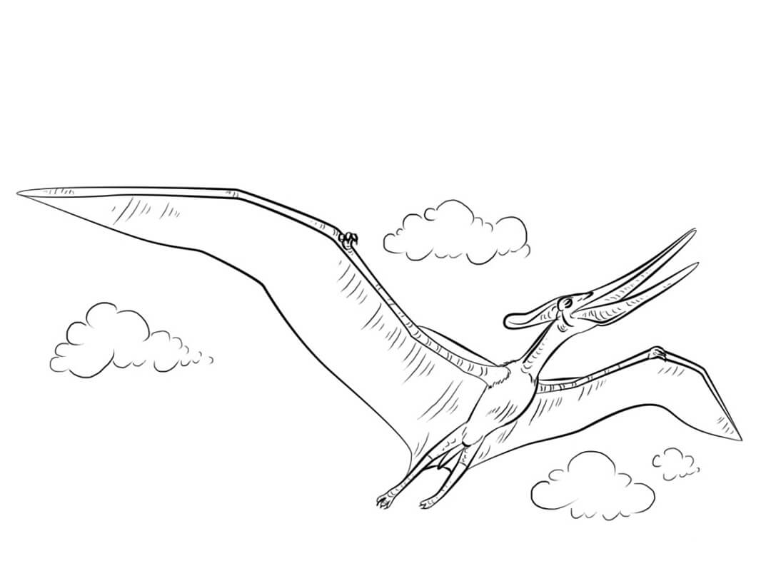 Desenho Pteranodonte para Colorir