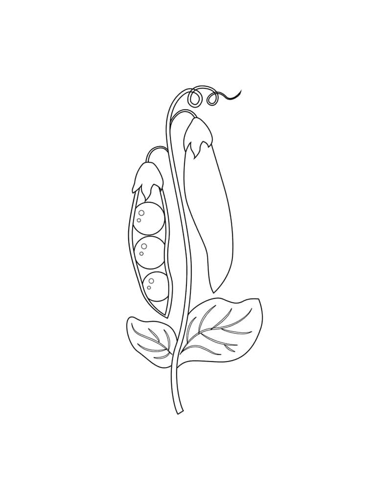 Desenho de Ervilha Imprimivel Download