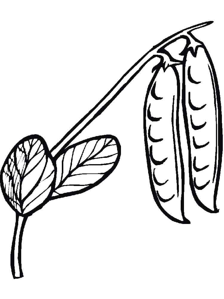 Desenho de Ervilha na Vagem para Imprimir