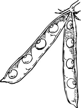 Desenho de Ervilha no Prato para Colorir