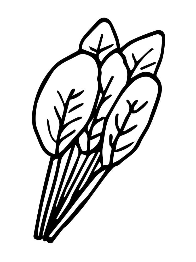 Desenho de Espinafre Colorido para Colorir Pdf
