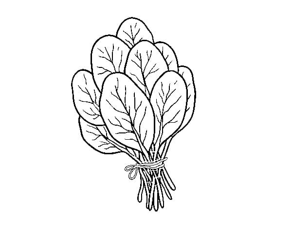 Desenho de Espinafre com Folhas para Colorir