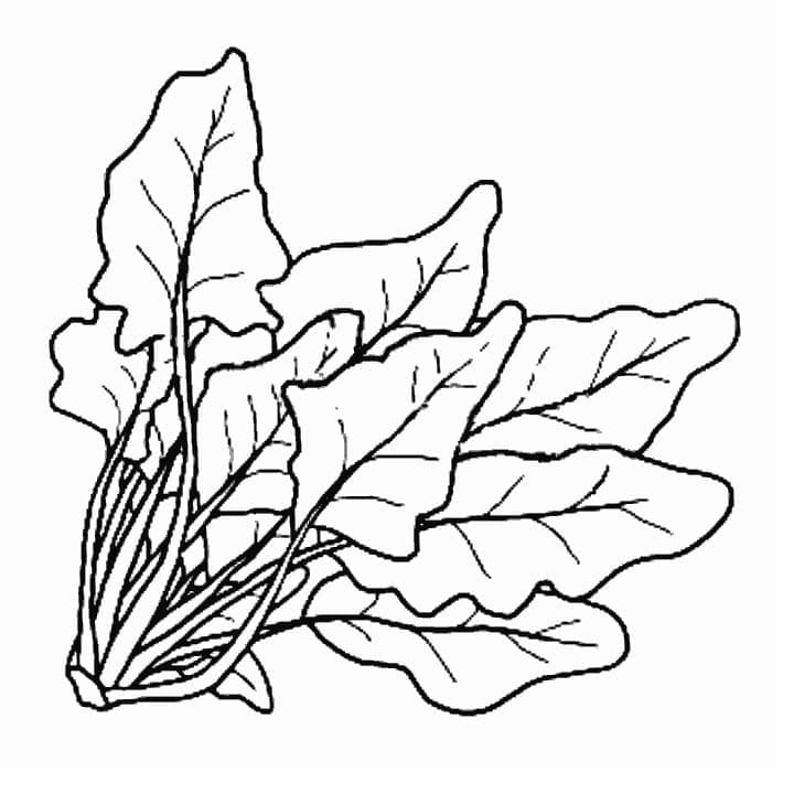 Desenho de Espinafre Detalhado para Imprimir