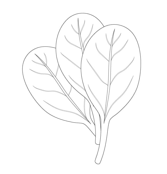 Desenho de Espinafre Fresco para Colorir Pdf
