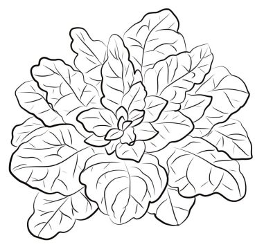 Desenho de Espinafre Grande para Colorir Pdf