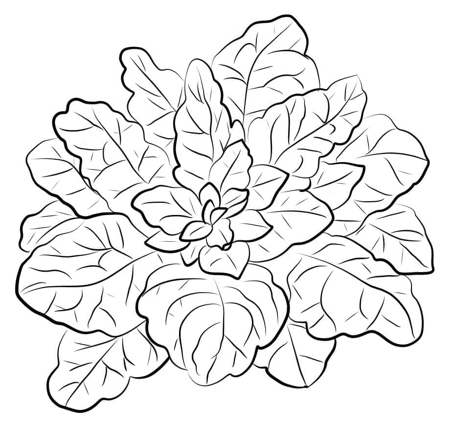 Desenho de Espinafre Grande para Colorir Pdf