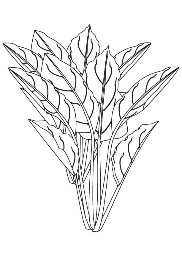 Desenho de Espinafre Imprimivel Download