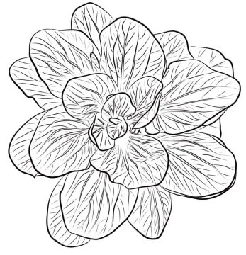 Desenho de Espinafre para Imprimir lápis de Cor