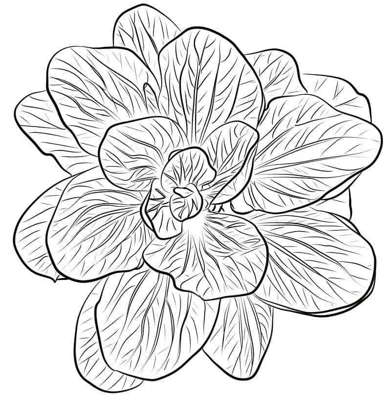 Desenho de Espinafre para Imprimir Lápis de Cor