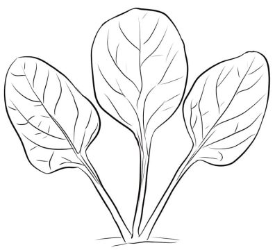 Desenho de Espinafre Pequeno para Imprimir lápis de Cor