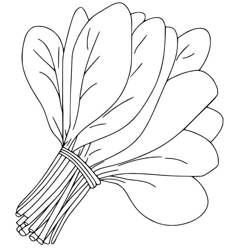 Desenho de Espinafre Simples para Imprimir Lápis de Cor