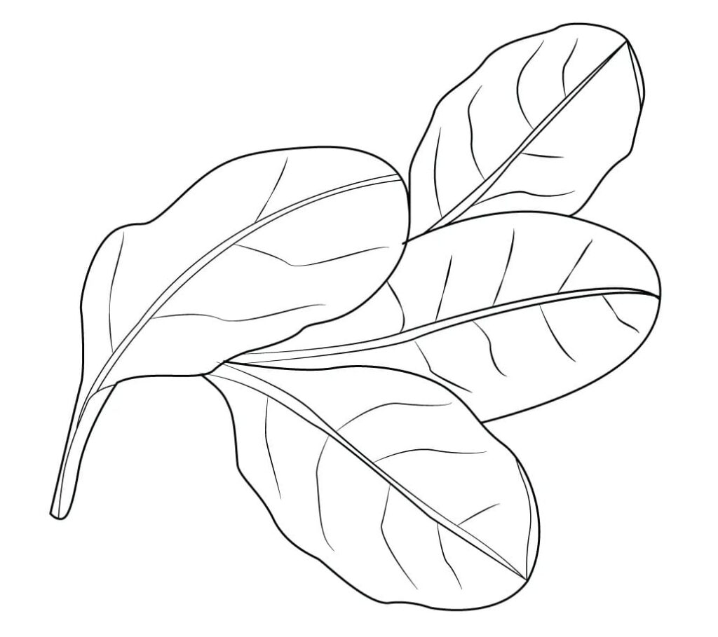 Desenho de Folhas de Espinafre para Colorir