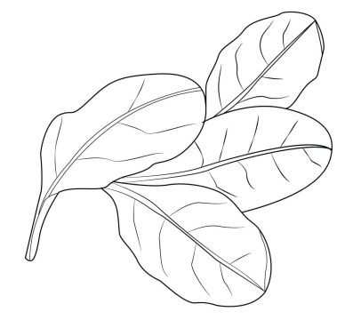 Desenho de Folhas de Espinafre para Colorir