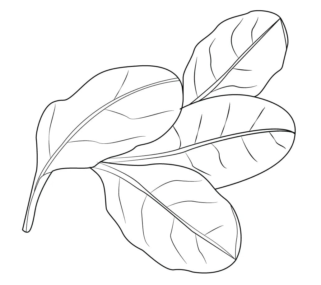 Desenho de Folhas de Espinafre para Colorir