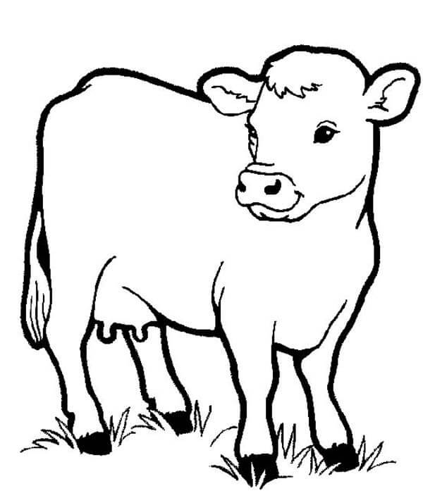 Desenho de Vaquinha na Fazendinha para Colorir