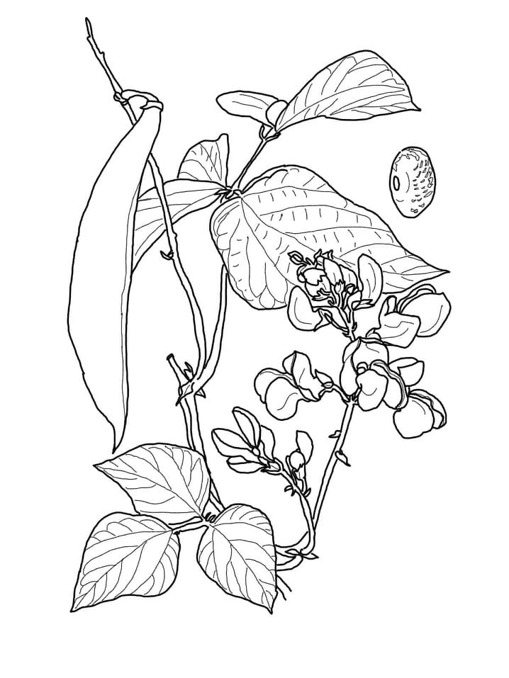 Desenho Feijão Corredor para Colorir