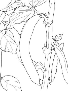 Desenho feijão Verde para Colorir