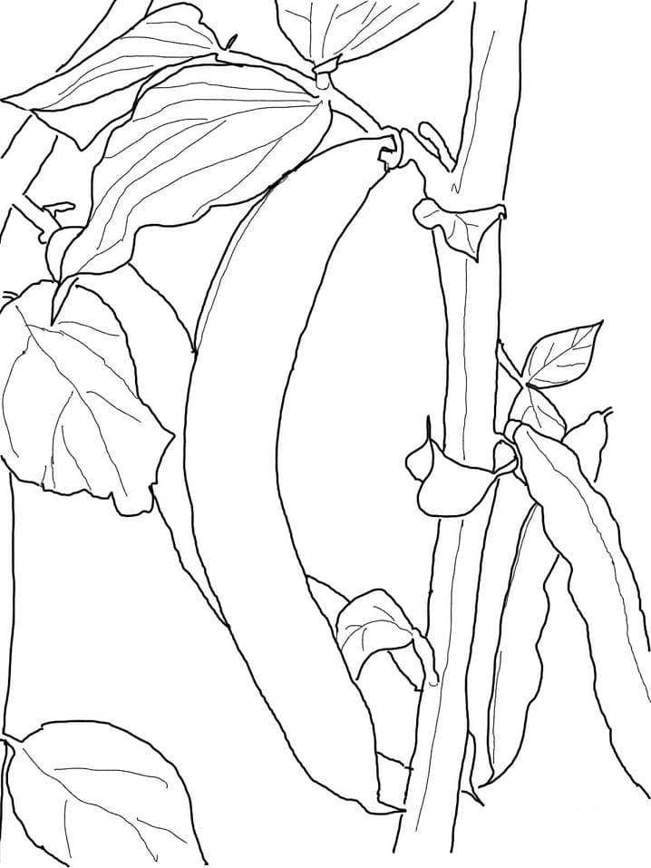 Desenho Feijão Verde para Colorir