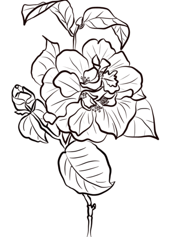 Desenho de Camellia Vermelha para Colorir