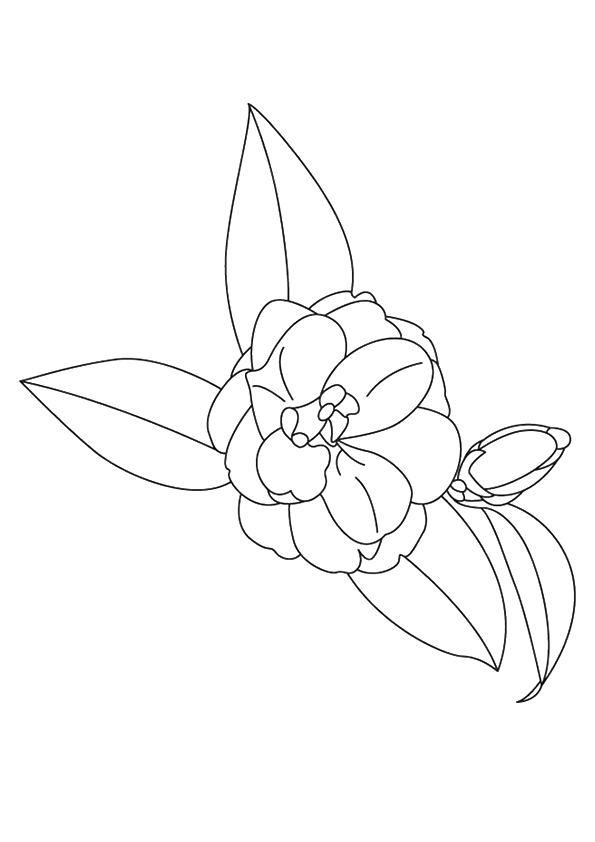 Desenhos de Camélia para Colorir