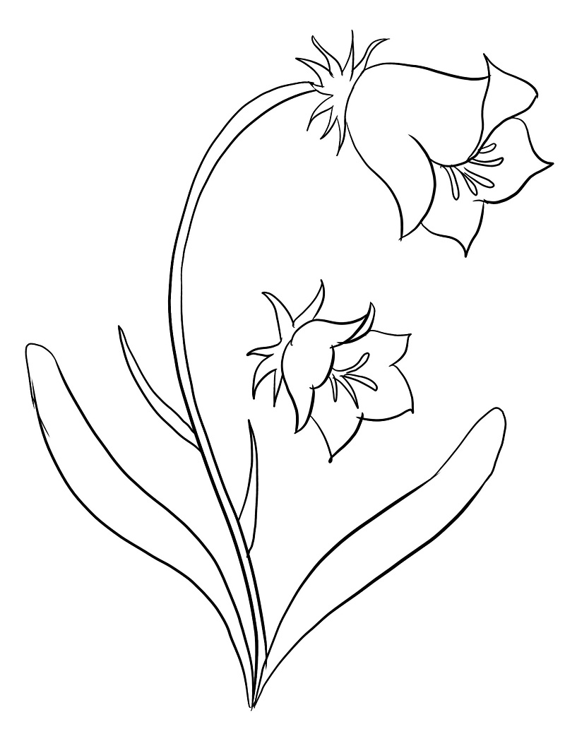 Desenho de Campânula Grátis Pdf para Colorir