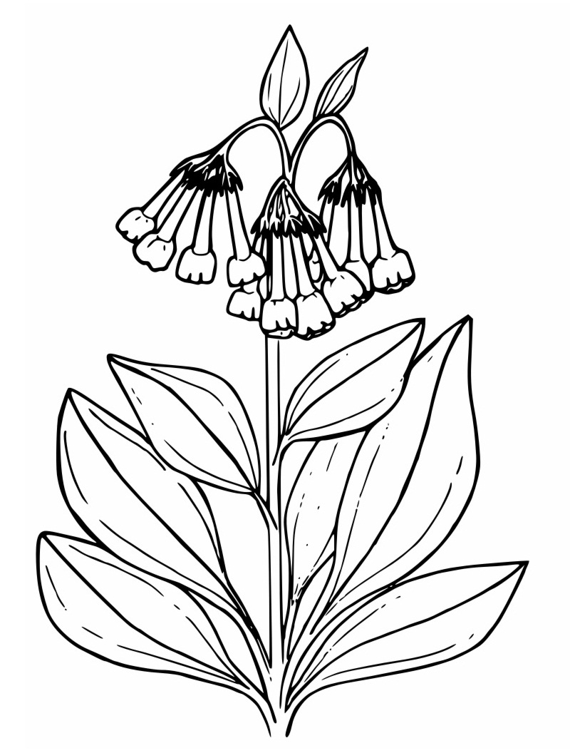 Desenho de Campânula para Imprimir Download