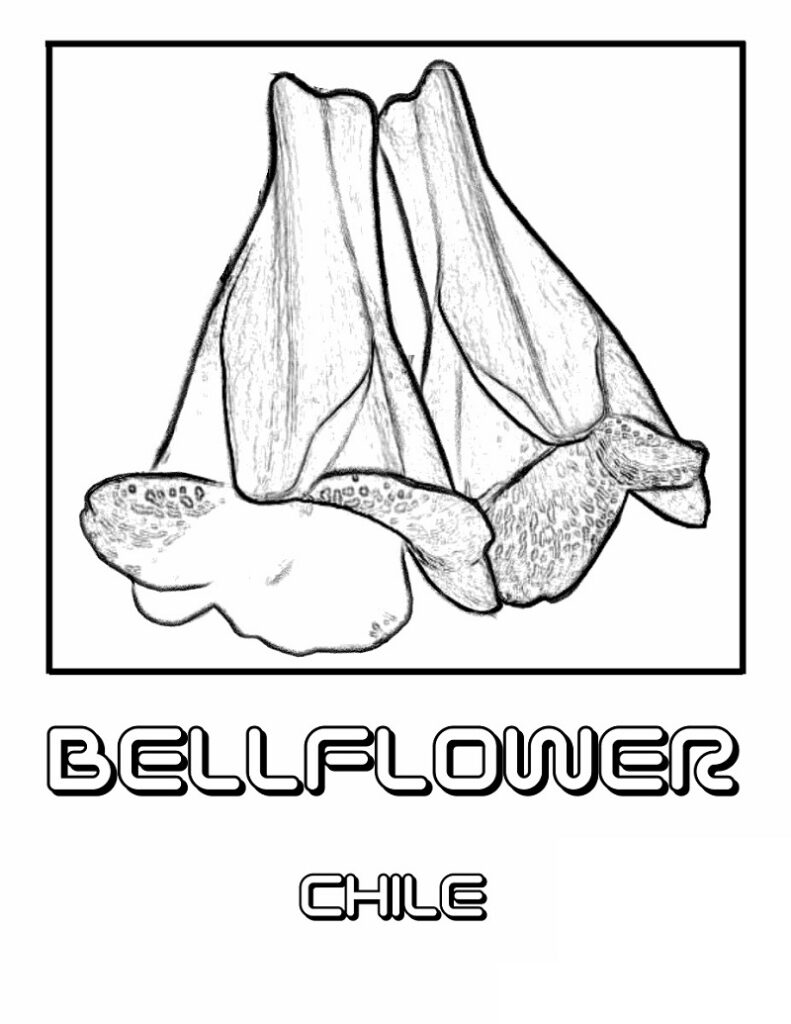Desenho de Campânula para Pintar Download
