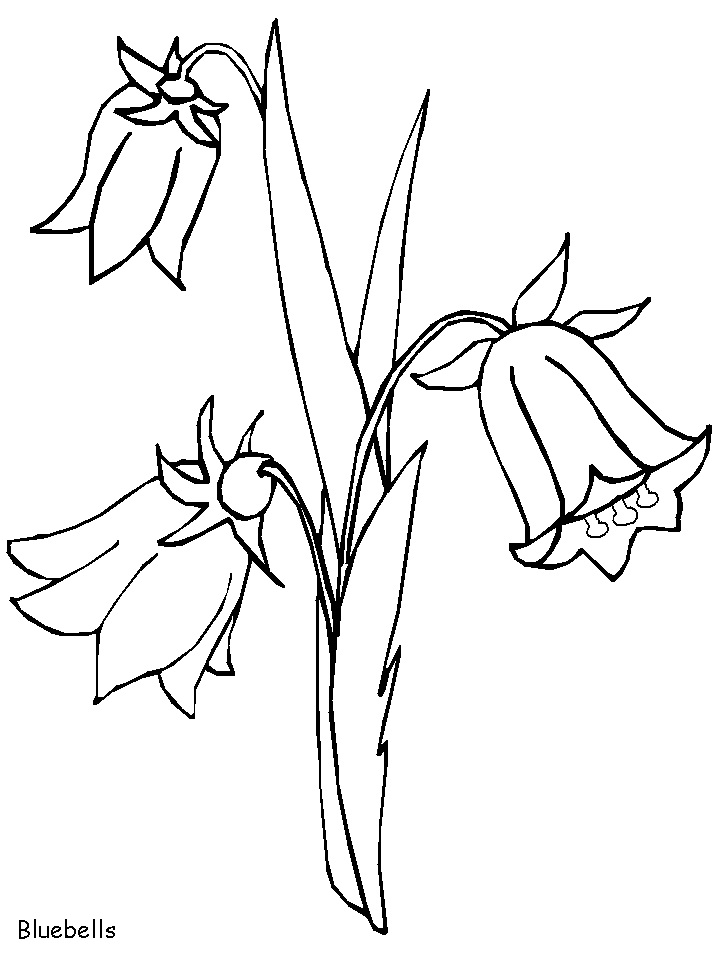 Desenho de Campânula para Pintar Imprimivel