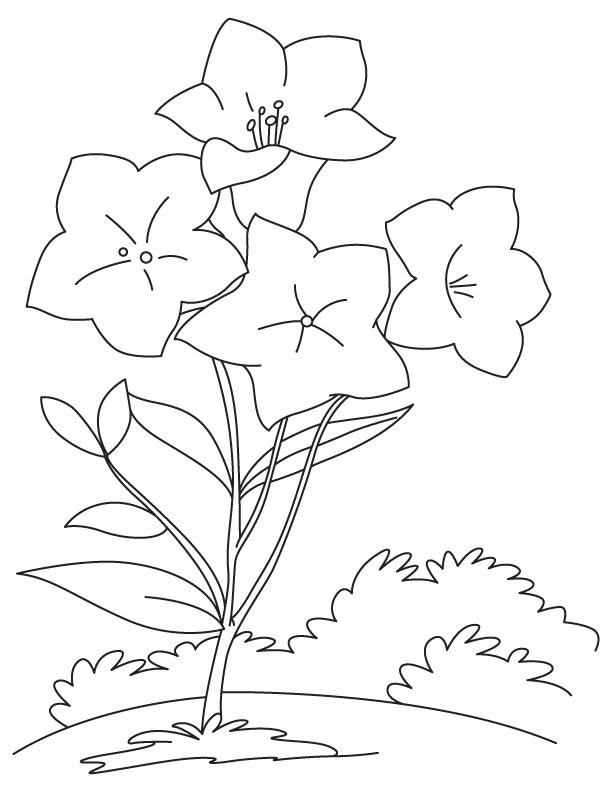 Desenho de Campânula Pdf para Colorir Grátis