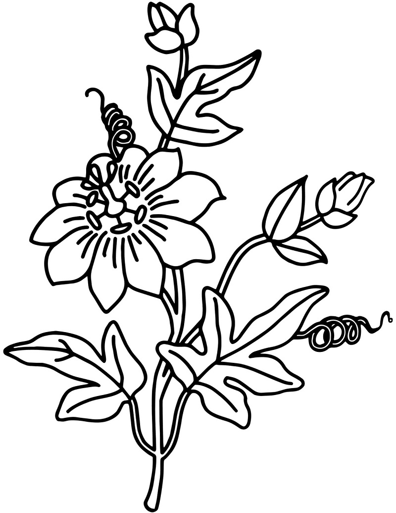 Desenho de Flor Campânula Grátis para Colorir