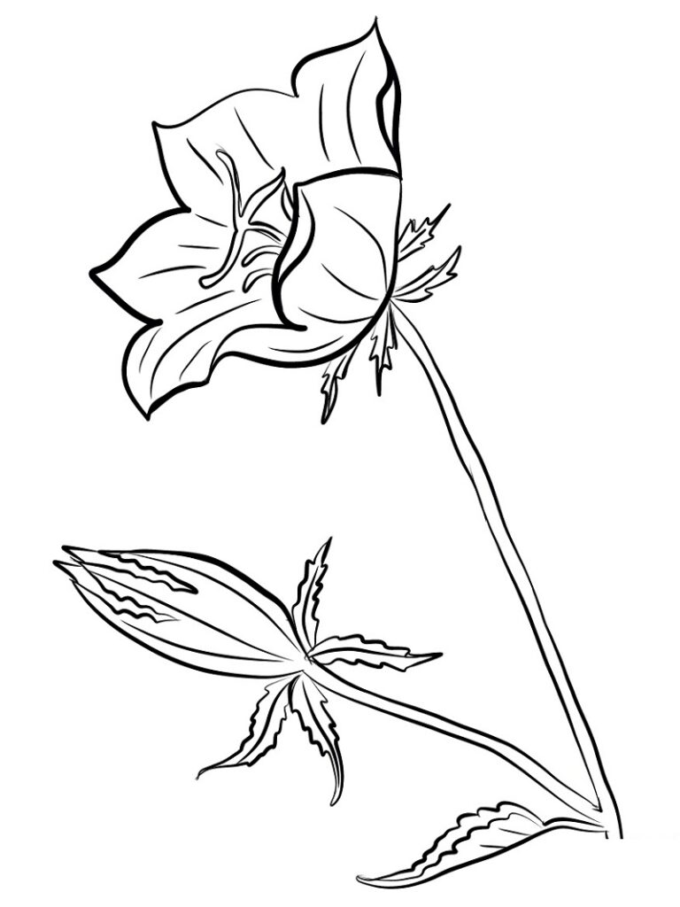 Desenho de Flor Campânula Imprimivel para Colorir