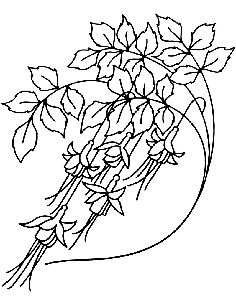 Desenho de Flor Campânula para Colorir Download